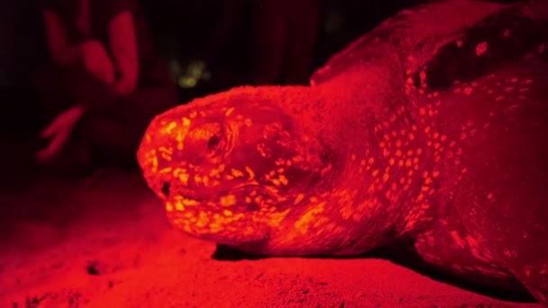 Lederen Zeeschildpad Legt Eieren Rood Licht Het Strand Tobago Een — Stockvideo