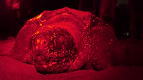 Ένα Κοντινό Πορτραίτο Μιας Δερμάτινης Θαλάσσιας Χελώνας Καθώς Γεννά Αυγά — Αρχείο Βίντεο
