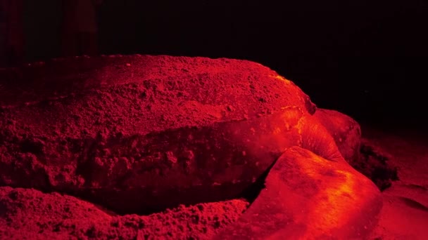 Μια Δερματοχελώνα Καλύπτει Μια Τρύπα Αυγού Άμμο Μια Αμμώδη Παραλία — Αρχείο Βίντεο