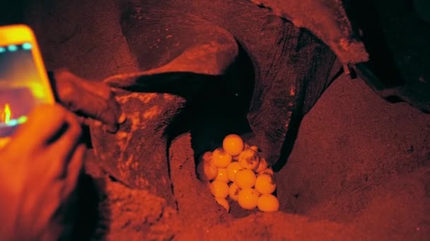 トバゴのビーチに赤いライトで卵を産むレザーバックウミガメ 科学者たちは卵子を描くプロセスを撮影する 絶滅危惧種の動物 自然保護について タートルエッグレイシングプロセス — ストック動画