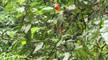 Papağan Scarlet Macaw Amazon yağmur ormanlarında, Yasuni Ulusal Parkı, Ekvador 'da kil yalamada bir ağaçta oturuyor. Güney Amerika doğası.