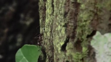 Güney Amerika 'nın Ekvador yağmur ormanlarında yaprak kesen karıncalara yakın çekim. Yasuni Ulusal Parkı 'ndaki çalışkan karıncalar. Yüksek kaliteli FullHD görüntüler