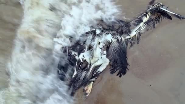 死んだ鳥が海岸に 移住中に死んだ鷲が海から洗い流された 鳥インフルエンザ 動物移住の危険性についてです エコロジカル災害 大きな死んだ鳥 高品質の4K映像 — ストック動画