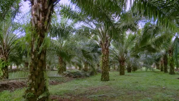 Una Piccola Piantagione Olio Palma Agricoltore Locale Ecuador — Video Stock