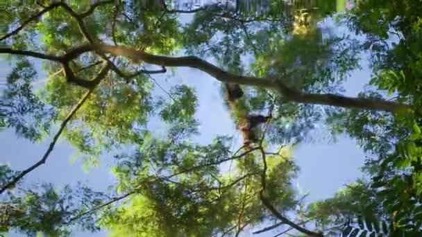 Дика Вовняна Мавпа Лаготрикс Стрибає Гілки Гілки Тропічних Лісах Амазонки — стокове відео