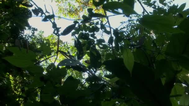 Dzika Wełniana Małpa Lagothrix Skacze Gałęzi Gałęzi Amazońskim Lesie Deszczowym — Wideo stockowe