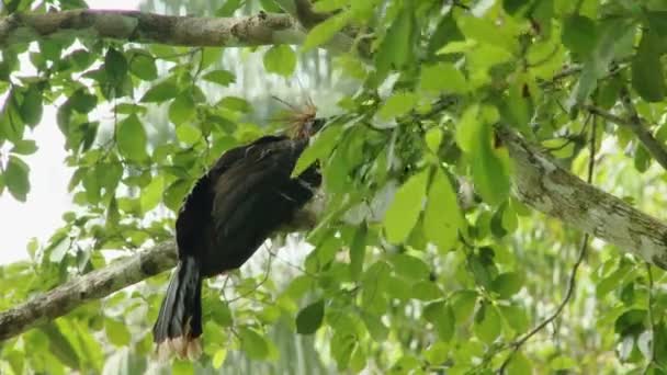 Den Stinkande Kalkonen Limoncocha National Biological Reserve Ecuador Sydamerika Regnskogar — Stockvideo