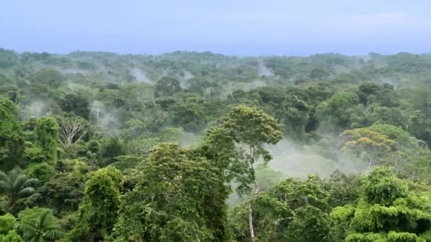 Prachtig Landschap Van Het Amazone Regenwoud Yasuni National Park Ecuador — Stockvideo