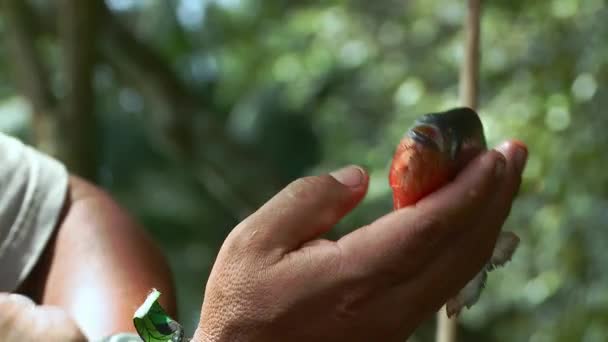 Поймал Пиранью Руках Рыбака Эквадорские Тропические Леса Южная Америка Высококачественные — стоковое видео