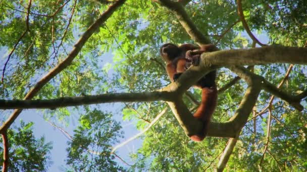 Ein Wilder Wollaffe Lagothrix Ruht Auf Einem Ast Amazonas Regenwald — Stockvideo