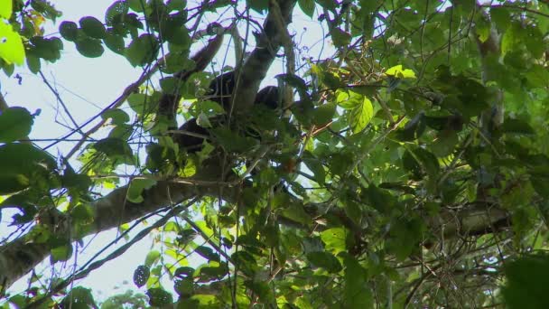 野生のウッリーサル ラゴトリックスは アマゾンの熱帯雨林の枝の上に休んでいます 高品質のフルHd映像 — ストック動画