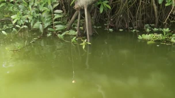 남아메리카 에콰도르의 Limoncocha National Biological Reserve 아마존 분지의 고품질 Fullhd — 비디오