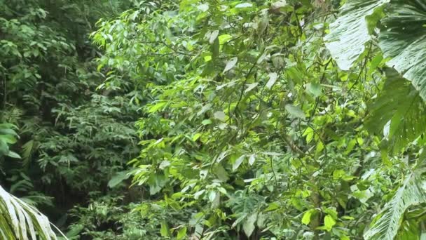 Papuga Szkarłatna Macaw Siedzi Drzewie Park Narodowy Yasuni Ekwador — Wideo stockowe