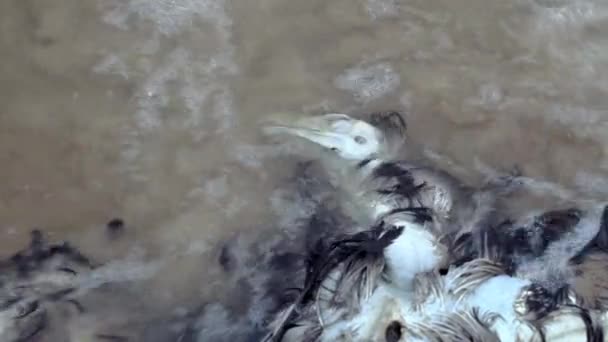 海岸で死んだ鳥を閉じる 移住中に死んだ鷲が海から洗い流された 鳥インフルエンザ 動物移住の危険性についてです エコロジカル災害 大きな死んだ鳥 高品質の4K映像 — ストック動画