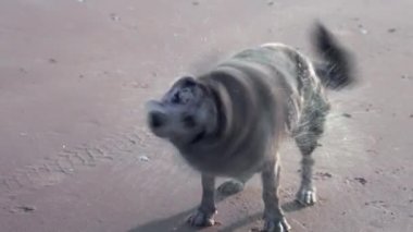 Deniz kenarında güneşli bir günde komik, benekli, melez olmayan bir köpek. Suyun içindeki kürkü sallar. Yavaş çekim 50fps. Yüksek kalite 4k görüntü