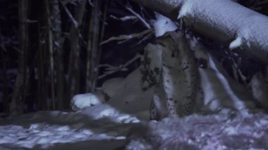 Bir vaşak ay ışığında karla kaplı bir ormanda yürüyor. Geceleri bir vaşak toprağı koklar ve etrafa bakar. - Evet. Yüksek kalite 4k görüntü