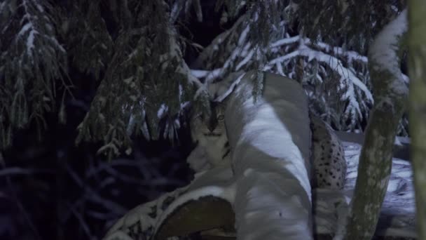 Ένας Λύγκας Κοιμάται Στο Χιόνι Μια Χειμωνιάτικη Νύχτα Λύγκας Σηκώνεται — Αρχείο Βίντεο