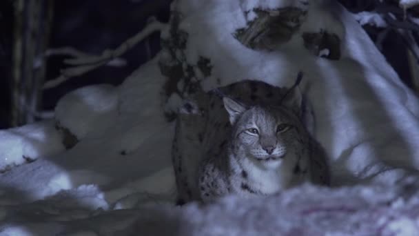 リネックスは冬の夜に雪の中で眠る リンクは立ち上がって伸びる 高品質の4K映像 — ストック動画