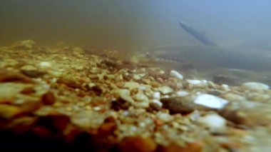 Lamprey Nehri, Lampetra fluviatilis, sığ bir nehirde. Bölgeyi yumurtlamaya hazırlayan deniz yılanlarının nadir sualtı görüntüleri. Yumurtlayan Nehir bofa balığı. Yüksek kalite 4k görüntü