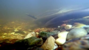 Lamprey Nehri, Lampetra fluviatilis, sığ bir nehirde. Bölgeyi yumurtlamaya hazırlayan deniz yılanlarının nadir sualtı görüntüleri. Yumurtlayan Nehir bofa balığı. Yüksek kalite 4k görüntü