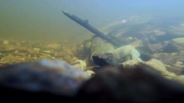 Lamprey Nehri Lampetra Fluviatilis Sığ Bir Nehirde Bölgeyi Yumurtlamaya Hazırlayan — Stok video