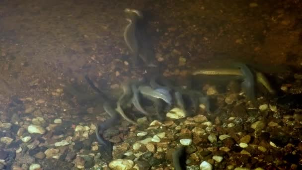 Lamprey Nehri Lampetra Fluviatilis Sığ Bir Nehirde Bölgeyi Yumurtlamaya Hazırlayan — Stok video