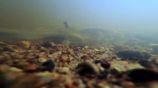 Neunauge Lampetra Fluviatilis Einem Flachen Fluss Seltene Unterwasseraufnahmen Von Neunaugen — Stockvideo