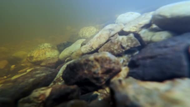 Řeka Lamprey Lampetra Fluviatilis Mělké Řece Vzácné Podvodní Záběry Mihulí — Stock video