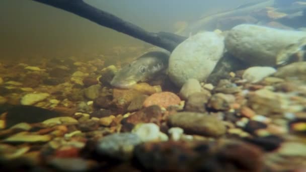 Речная Миноги Lampetra Fluviatilis Мелководной Реке Редкие Подводные Кадры Миноги — стоковое видео