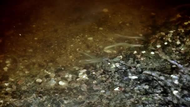 兰普里河 兰佩特拉河流 在一条浅水的河里 稀有的水下镜头的灯笼准备产卵的地方 Spawning River Lamprey 高质量的4K镜头 — 图库视频影像