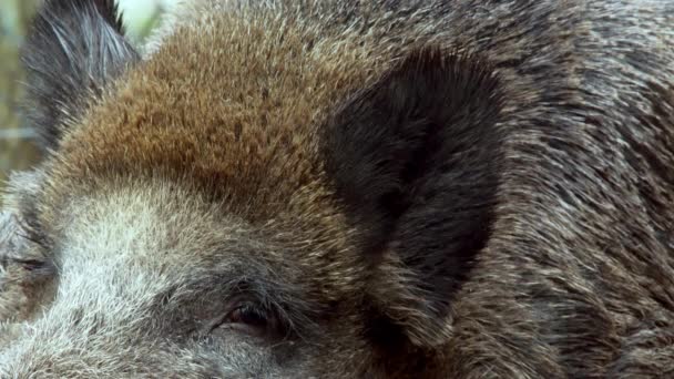 Seekor Babi Hutan Jantan Bersandar Hutan Woodchuck Terletak Lumpur Menggerakkan — Stok Video