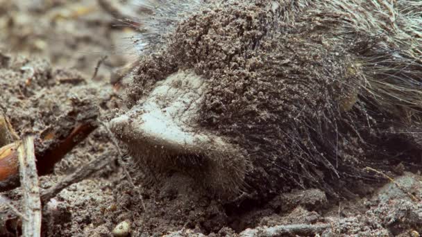 クローズアップ ボーイズ 泥の中の眠っているボーイ 豚は睡眠中にツイッチを投げる — ストック動画