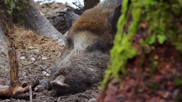 Seekor Babi Hutan Jantan Bersandar Hutan Antara Pepohonan Woodchuck Terletak — Stok Video
