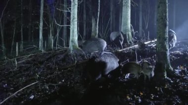 Soğuk bir sonbahar gecesinde, ormanda bir yaban domuzu sürüsü. Hayvanlar yiyecek arıyor, doğada hayatta kalmak için. Yüksek kalite 4k görüntü