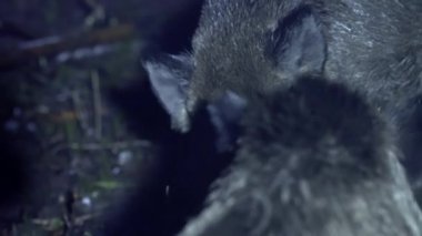 Soğuk bir sonbahar gecesinde bir yaban domuzunun yakın plan portresi. Hayvan yiyecek arıyor, doğada hayatta kalmak için. Yüksek kalite 4k görüntü