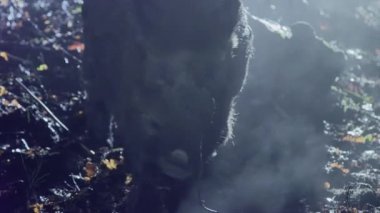 Soğuk bir sonbahar gecesinde bir yaban domuzunun yakın plan portresi. Hayvan yiyecek arıyor, doğada hayatta kalmak için. Yüksek kalite 4k görüntü