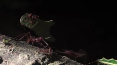 Yaprak kesen karıncalara yakın çekim. Güney Amerika 'daki Ekvador yağmur ormanlarında. Tam HD ProRes videosu.