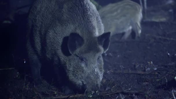 Retrato Perto Javali Uma Noite Fria Outono Animal Está Procura — Vídeo de Stock