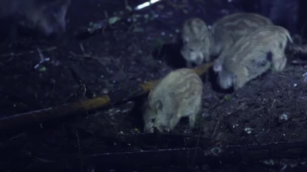 Cuatro Lechones Jabalíes Sus Scrofa Forrajean Bosque Por Noche Dura — Vídeo de stock