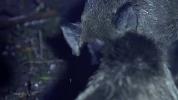 Close Portrait Wild Boar Cold Autumn Night Animal Looking Food — Stock Video