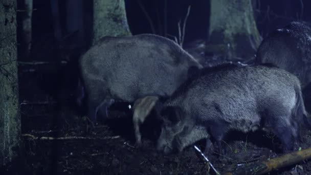 Een Kudde Wilde Zwijnen Het Bos Een Koude Herfstnacht Dieren — Stockvideo