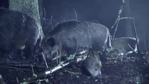 異なる年齢の野生のボーイ ススカロファ 寒い秋の夜に森で森林 野生での生存 高品質の4K映像 — ストック動画