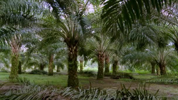 Een Kleine Palmolieplantage Voor Een Lokale Boer Ecuador — Stockvideo