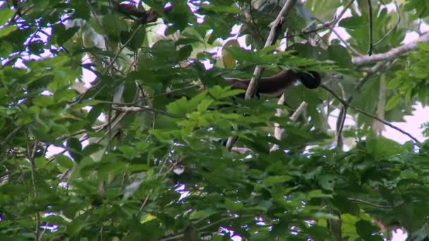 Μια Άγρια Μαλλιαρή Μαϊμού Lagothrix Τρέφεται Παιχνιδιάρικα Από Κλαδιά Δέντρων — Αρχείο Βίντεο