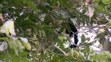 Vahşi bir yünlü maymun, Lagothrix, Amazon yağmur ormanlarında, Ekvador 'da bir dalda dinleniyor. Yüksek kaliteli FullHD görüntüler.