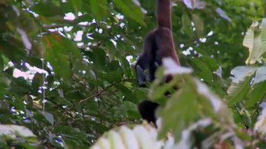 Vahşi bir yünlü maymun, Lagothrix, Amazon yağmur ormanlarındaki ağaç dallarıyla neşeyle besleniyor. Ekvador, Yasuni Milli Parkı. Yüksek kaliteli FullHD görüntüler