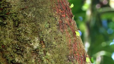 Güney Amerika 'nın Ekvador yağmur ormanlarında yaprak kesen karıncalara yakın çekim. Yasuni Ulusal Parkı 'ndaki çalışkan karıncalar. Yüksek kaliteli FullHD görüntüler
