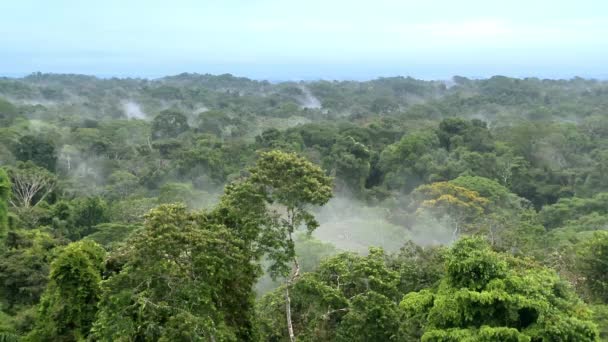 Прекрасний Краєвид Амазонських Тропічних Лісів Національний Парк Ясуні Еквадор Високоякісні — стокове відео