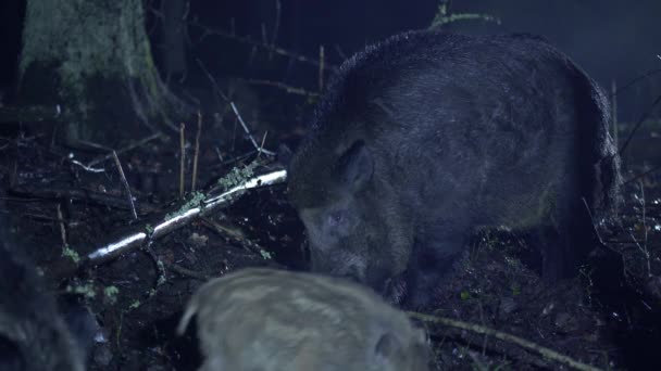 Stádo Divokých Prasat Lese Chladné Podzimní Noci Zvířata Hledají Potravu — Stock video