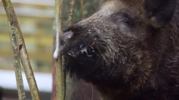 멧돼지는 나무를 영역을 표시합니다 고품질 — 비디오